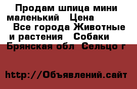 Продам шпица мини маленький › Цена ­ 15 000 - Все города Животные и растения » Собаки   . Брянская обл.,Сельцо г.